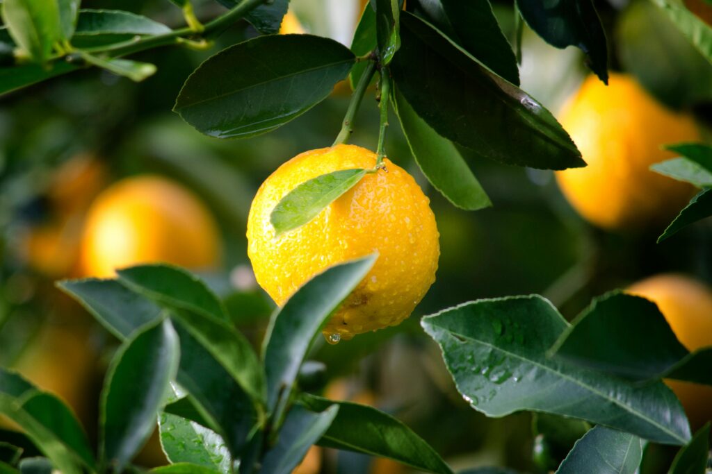 Image of lemons on a tree.