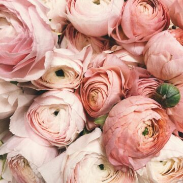 An image of light pink flowers.