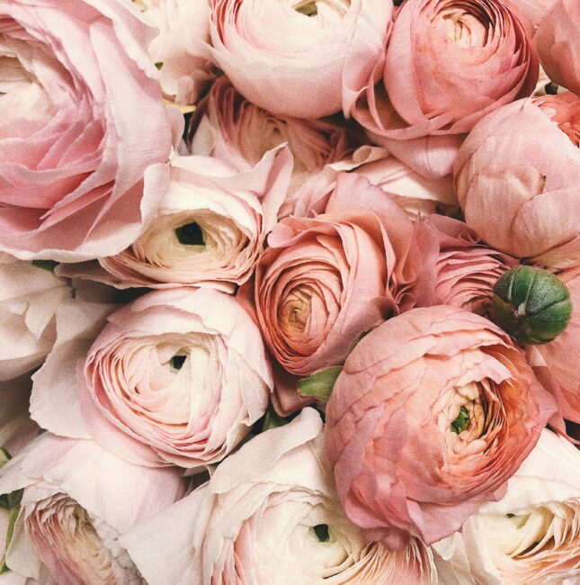 An image of light pink flowers.