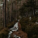 Image of a path in the woods with trees.