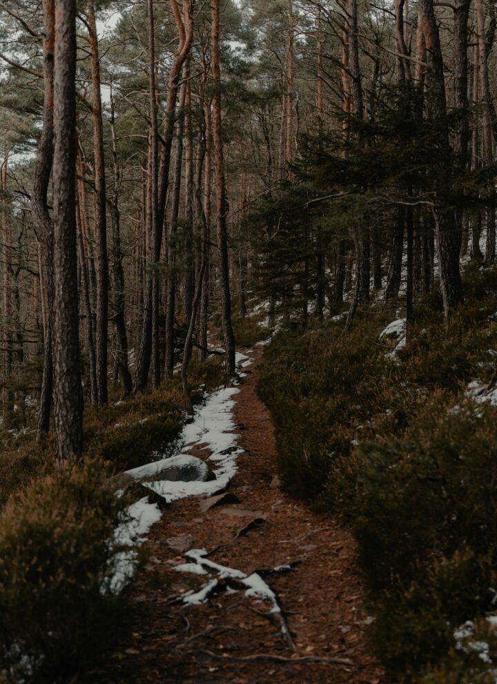 Image of a path in the woods with trees.