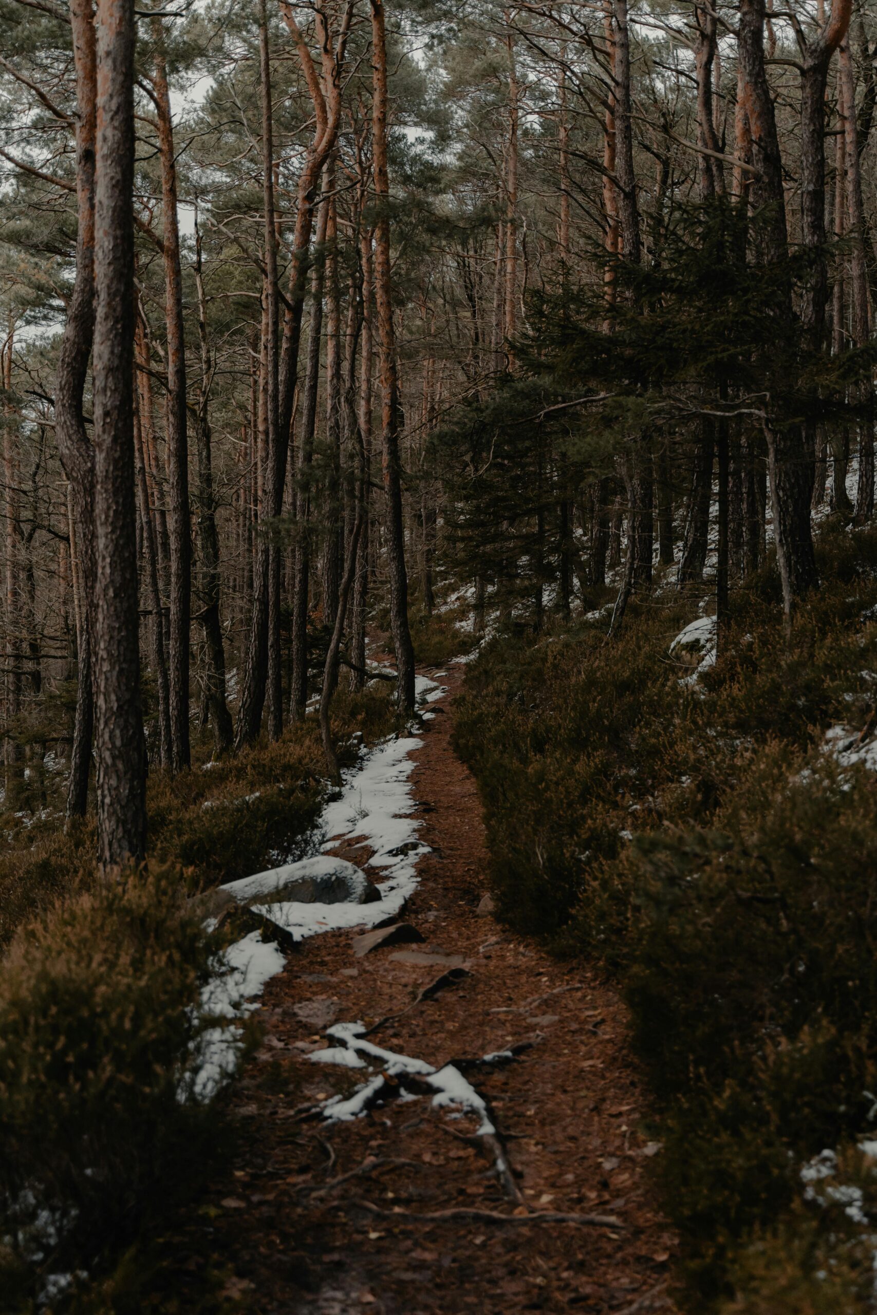 Image of a path in the woods with trees.