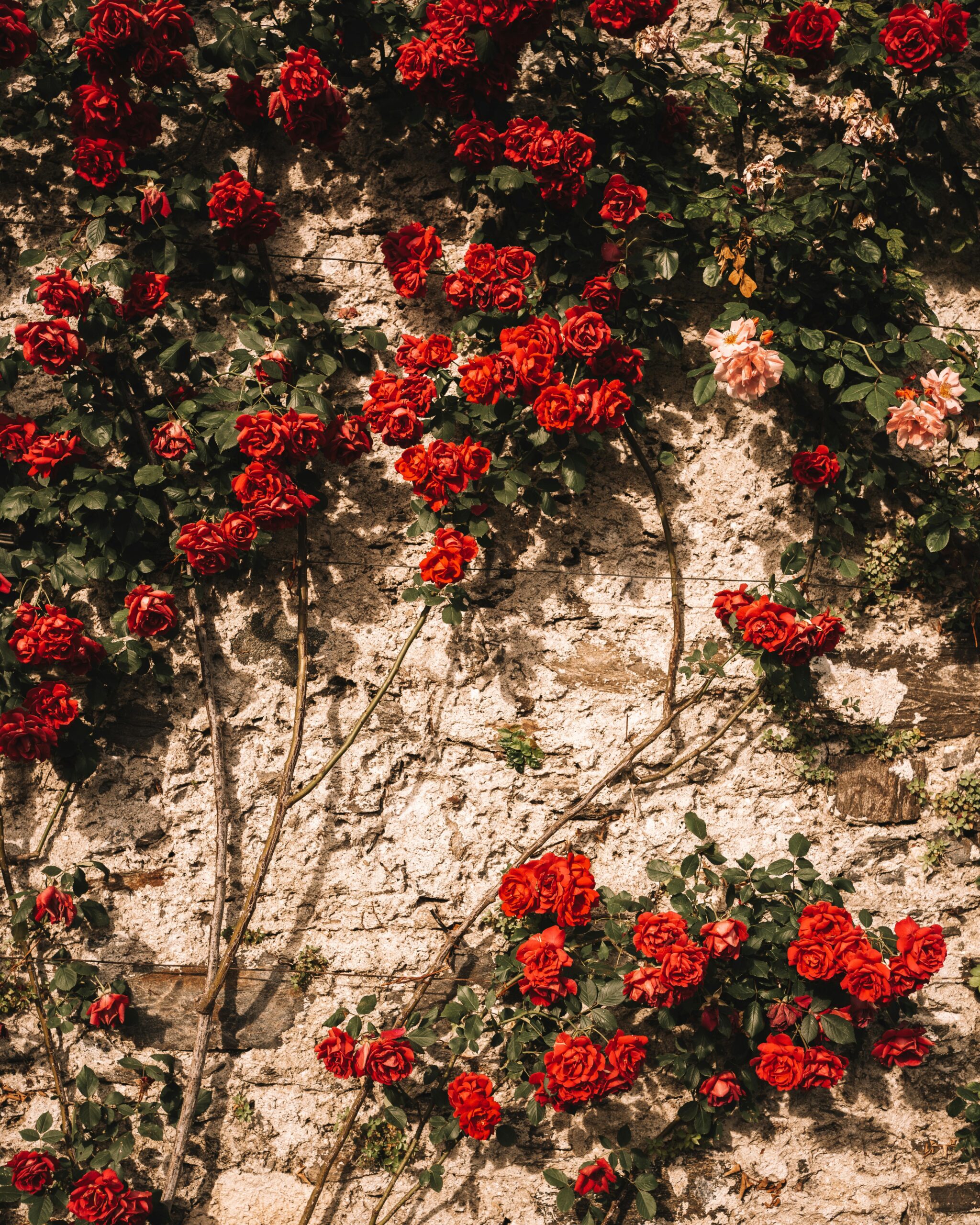 An image of red flowers with vines on a wall.