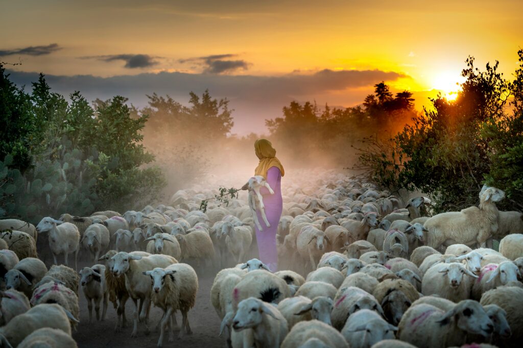 An image of a group of sheep with a shepherd with the background of a sunrise. 