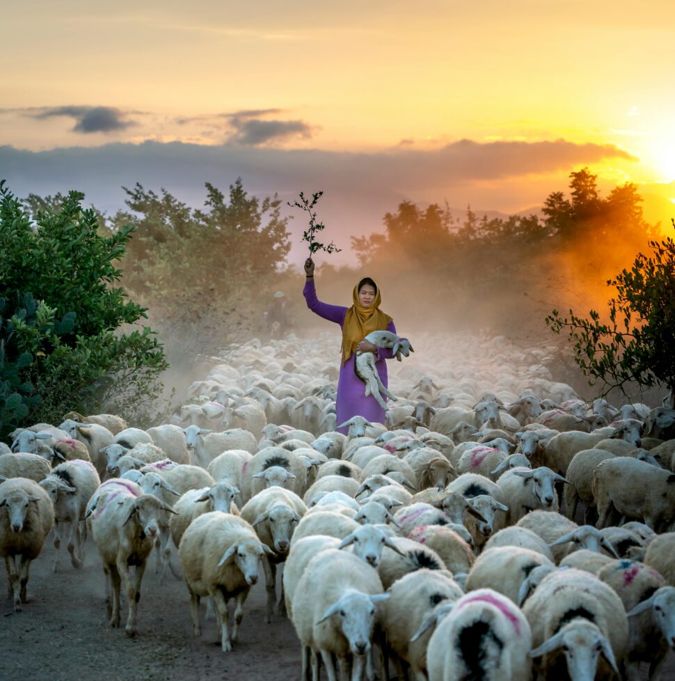 An image of a group of sheep with a shepherd with the background of a sunrise.