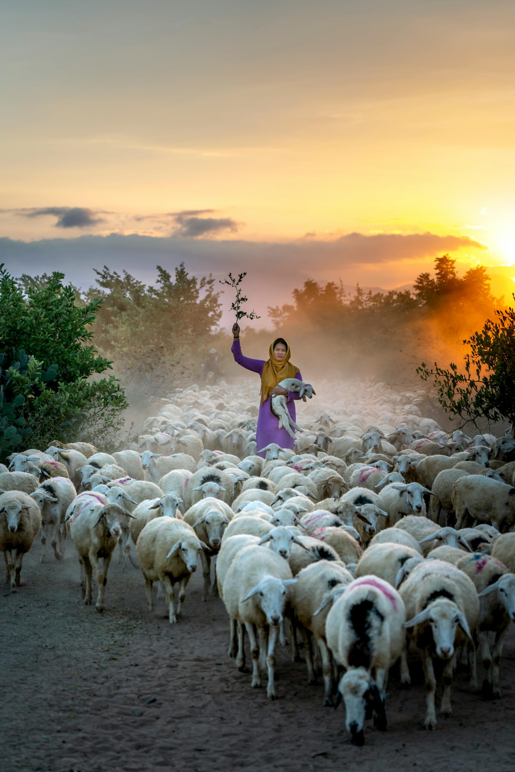 An image of a group of sheep with a shepherd with the background of a sunrise.